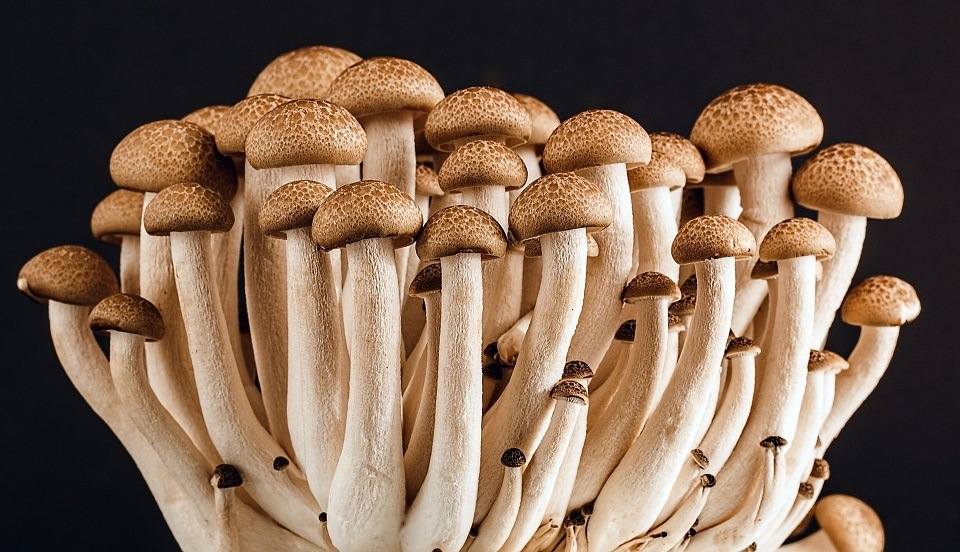 Small Business Ideas with Low Startup Cost - Mushroom